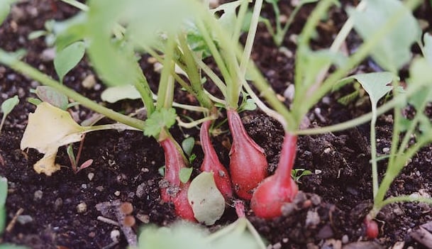 a few radishes that are ready to harvest