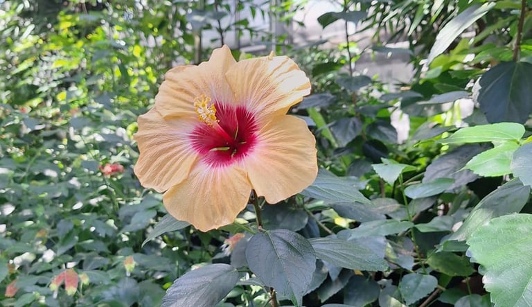 a healthy Hibiscus flower which recived the right care