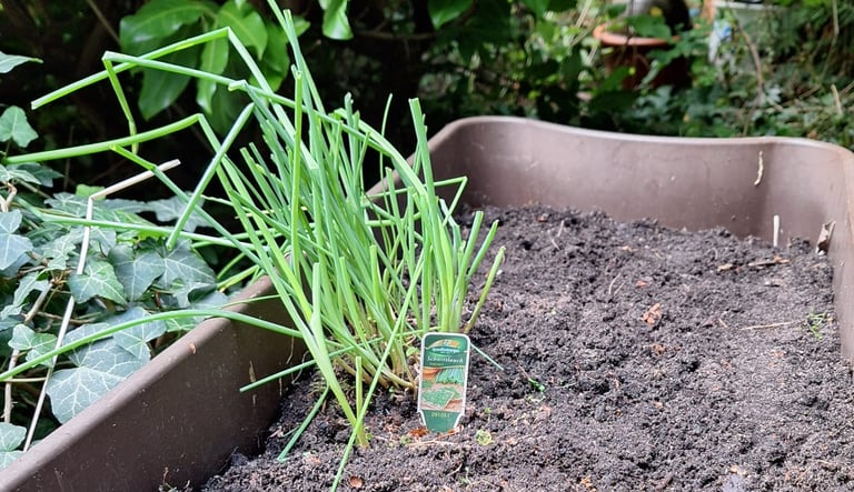 a herb plant that is growing in a garden bed