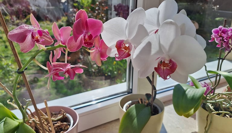 multiple colorful flowering Orchids