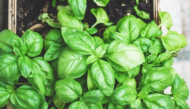multiple green Basil Bushes growing in containers