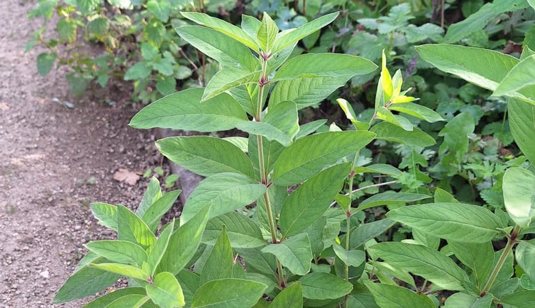 a green plant that isn't atacced by fruit flies