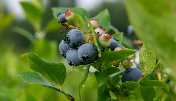 a green Blueberry bush that just got pruned