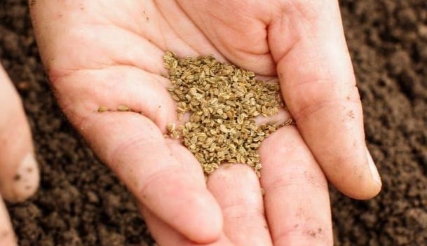 a preson planting carrot seeds
