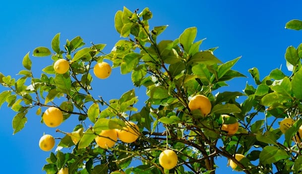 a Lemon tree with multiple yellow Lemons