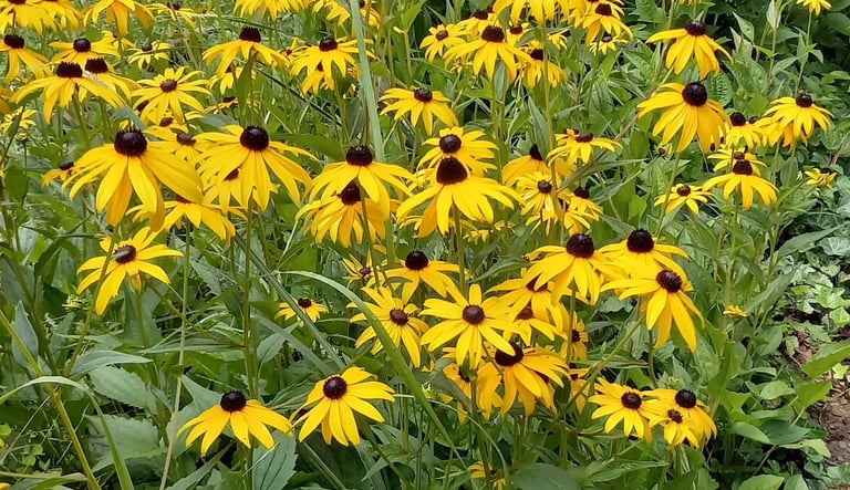 Multiple Black Eyed Susan flowers in fertilized soil