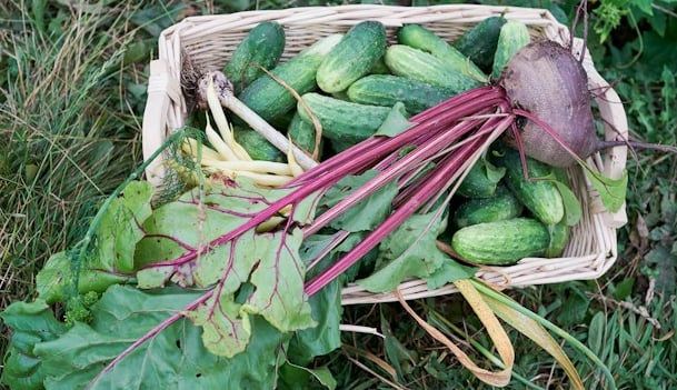 a large harvested Beetroot plant