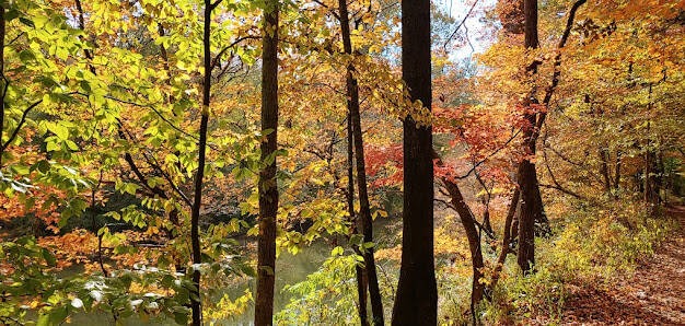 Chattanooga - Trail along the creek marked by 2 and 8 on the map at Audubon Acres