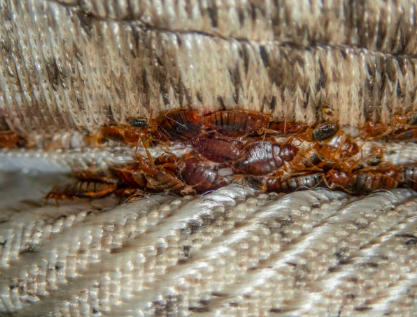 Invasion de punaises de lit