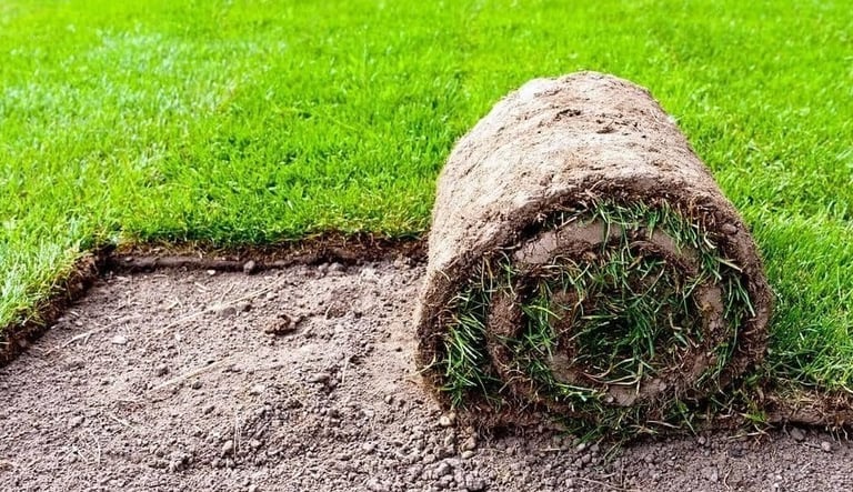 Korean lawn grass in Visakhapatnam