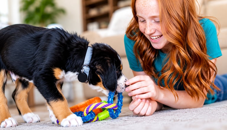 the-7-7-7-rule-for-puppies-a-beginners-guide