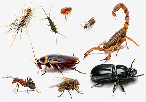 GENERAL PEST CONTROL SERVICE