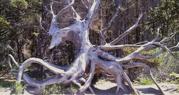 Oregon Coast - Close to the moon-craters at Shore Acres Park is huge tree roots