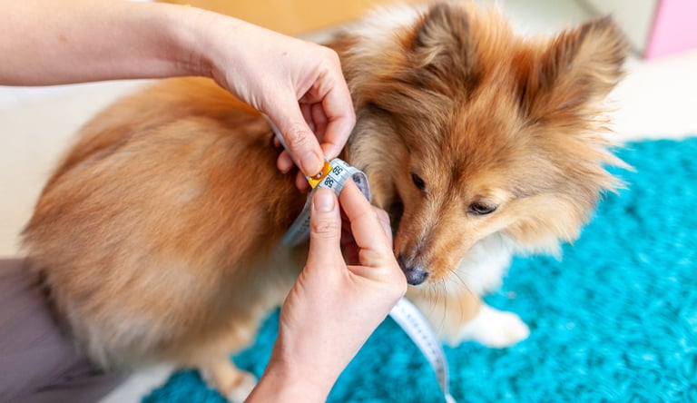 Perrito al cual le están tomando medidas