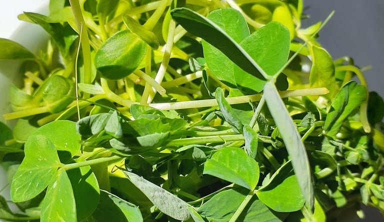a bowl of fresh green pea shoots and sunflower shoots