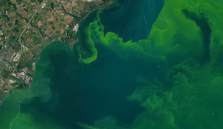 floraciones de cianobacterias vistas desde el espacio