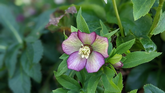 shade Hellebore bushes with a colorful flower