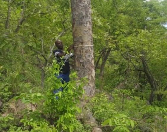 Mpatamanga wildlife ranch-FRIM tree count 2025-ian bartlett
