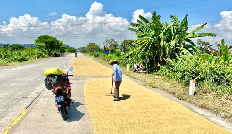 Sun drying rice