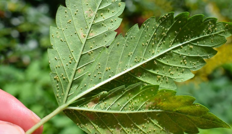 Cannabis Pests