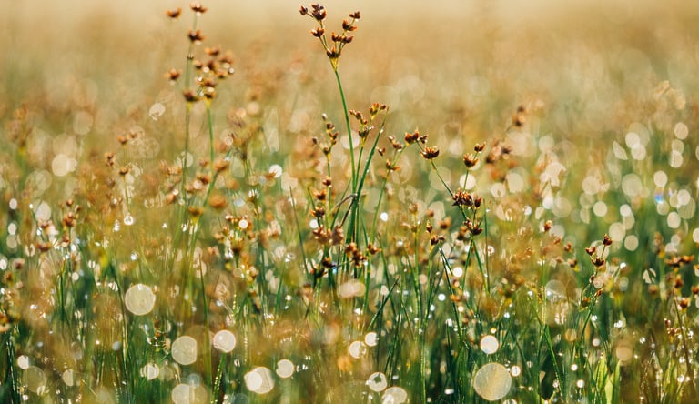 bien-être thérapie