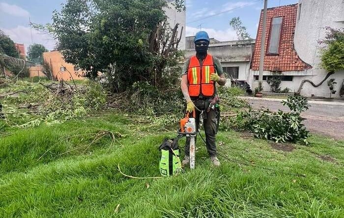 Profesional con equipo de rescate para gatos en un árbol