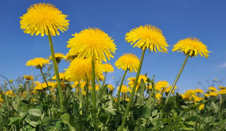 dandelion farm