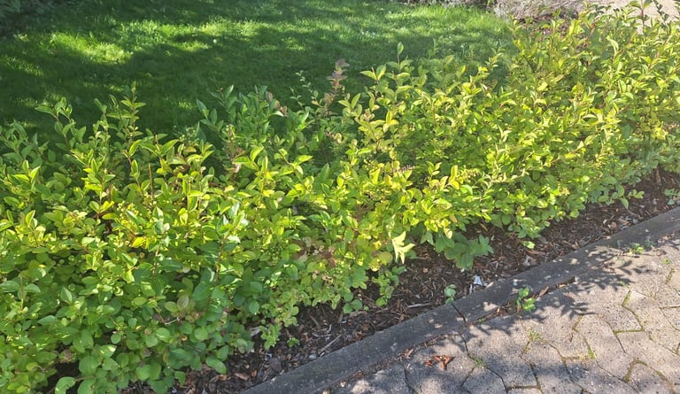 muiltiple green bushes growing in a hedge form
