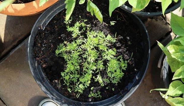 a carrot plant growing in a planter