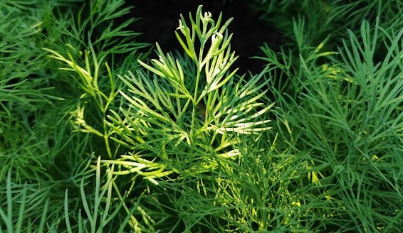 multipe Dill garden bed plants with long tems