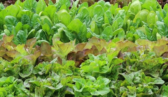 multiple Romaine Lettuce and other lettuce plants together