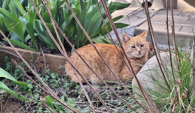 a yellow cat next to a garden bed with flowers