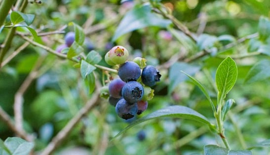 multiple berries growing on a properly trimed Blueberry bush