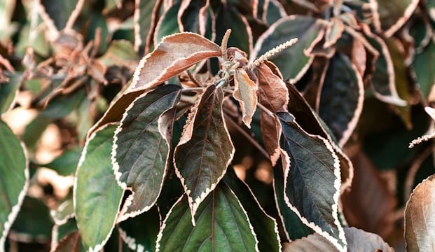 one dying shrub with brown leaves