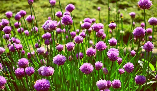 a buch of flowering Chive plants that bloom in a lawn