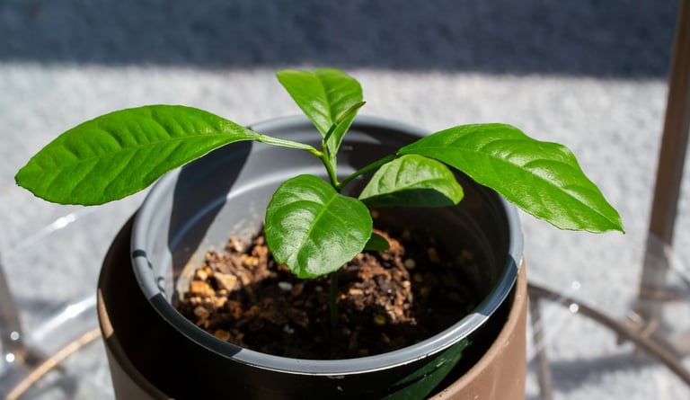 one small Lemon plant seedling with a few leaves