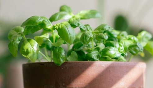 Basil herbs that were grown from seed in a pod
