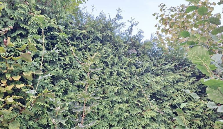a tall hedge that was pruned very formal