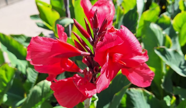one big tropical Canna Lily flower in a green space
