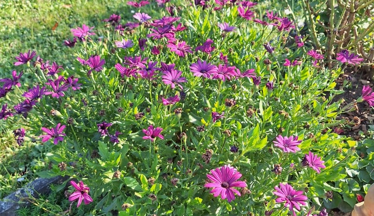 a flowering bush with purple blooms