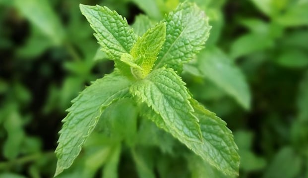 one leafy herb that is growing in a garden