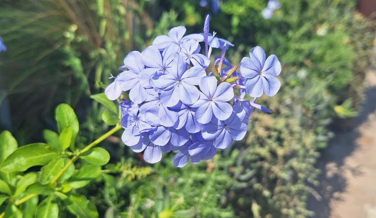 one big flowering Plumbago plant steam