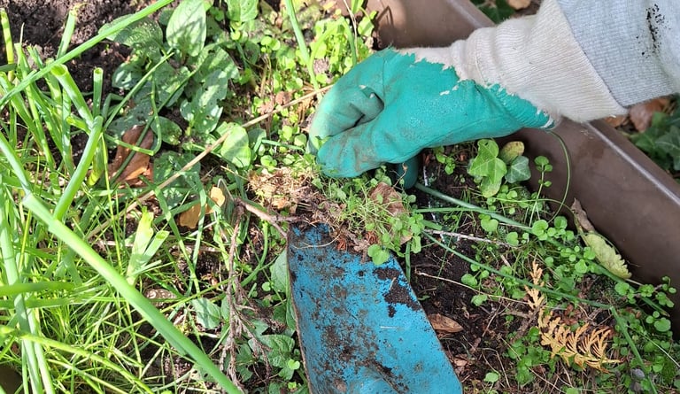 a person that is removing weeds out of a garden bed