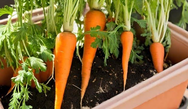 mulltiple carrots getting harvested out of a container