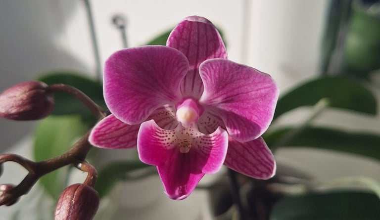 one pink Orchid