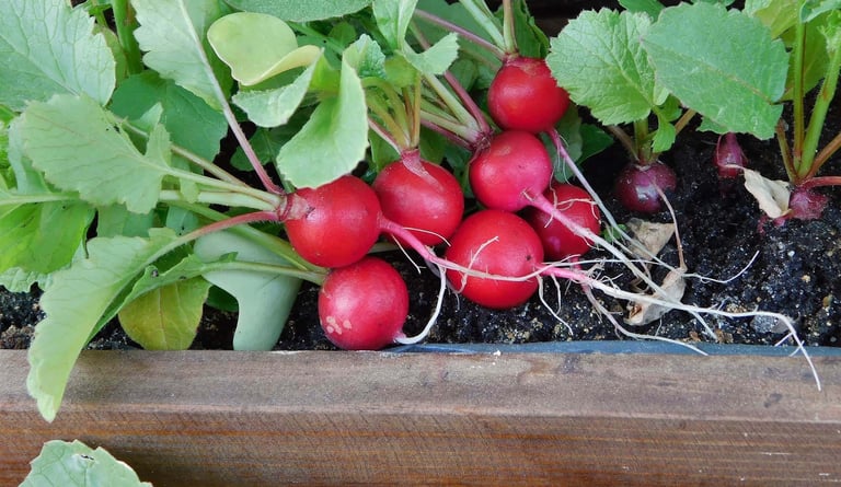 a lot of red radishes growing in a container