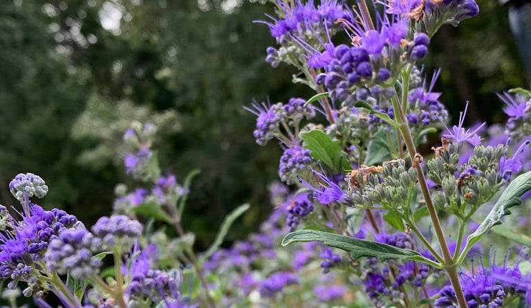 a deer resistant shrub with purple flowers