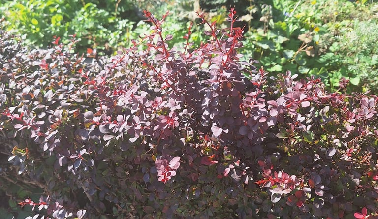 a deer resistant shrub in full sun with a red foliage