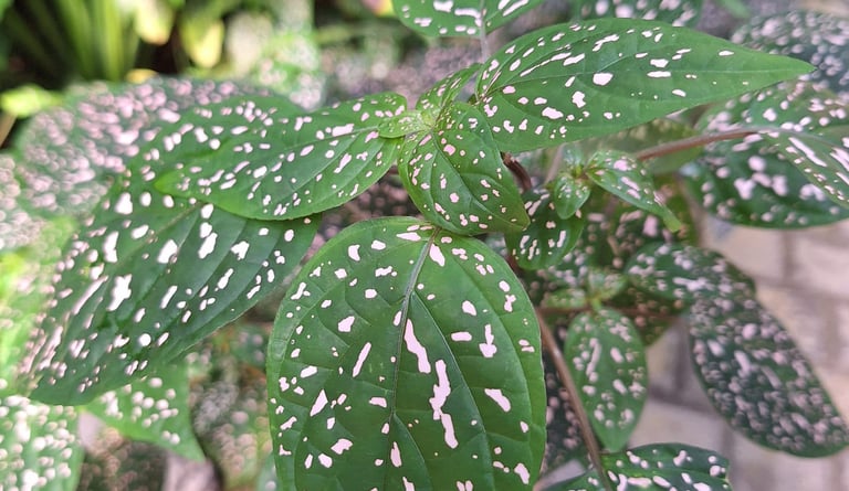 one leafy garden plant thriving with the right watering