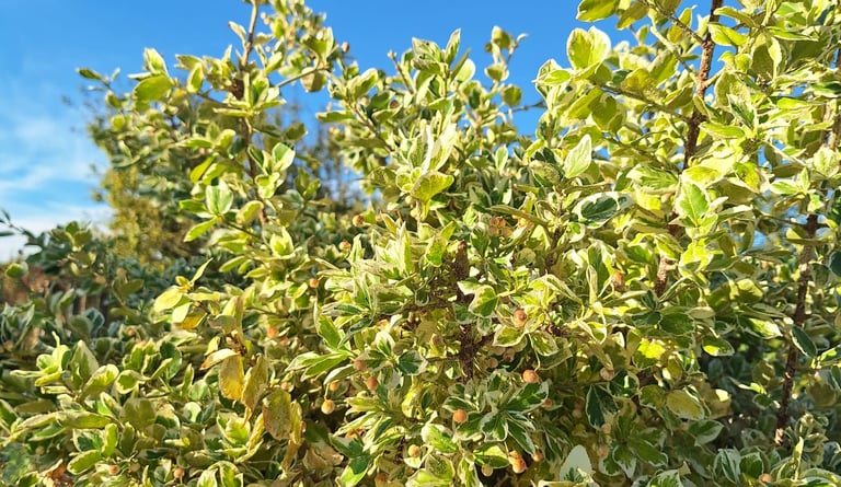 a low growing evergreen shrub for house fronts